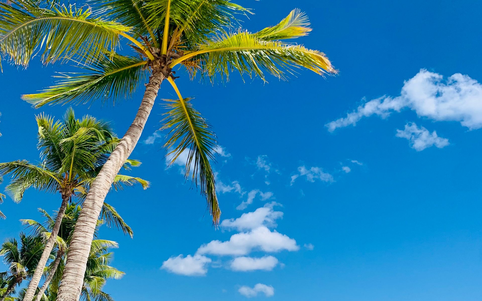 Palm trees on the shore near La Romana, on the south coast